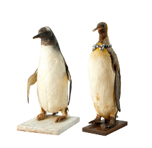 ジェンツーペンギンとオウサマペンギンの剥製